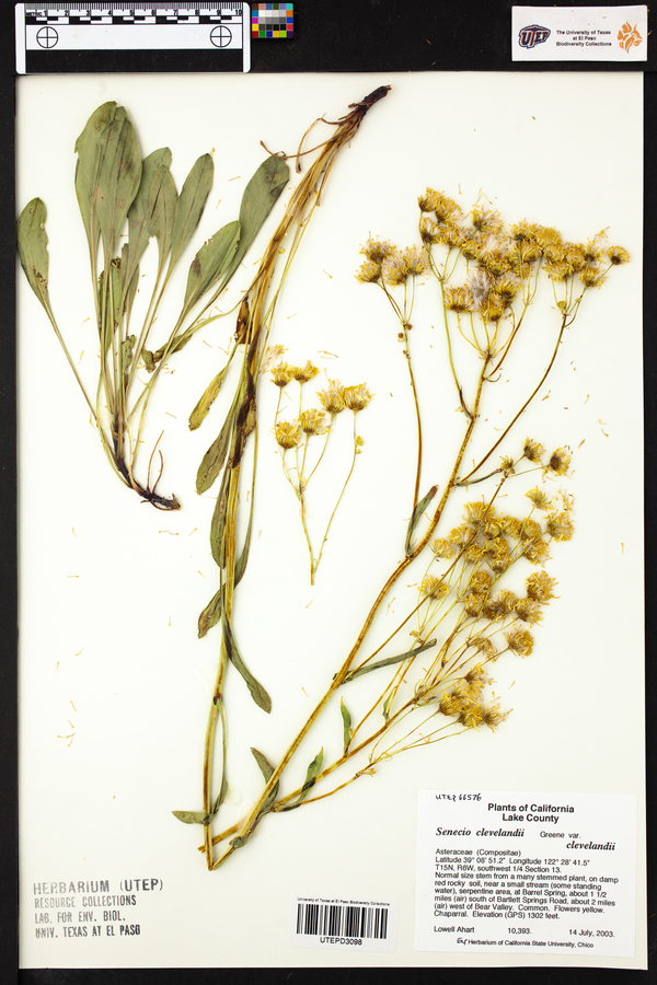 Senecio clevelandii image