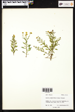 Perityle angustifolia image