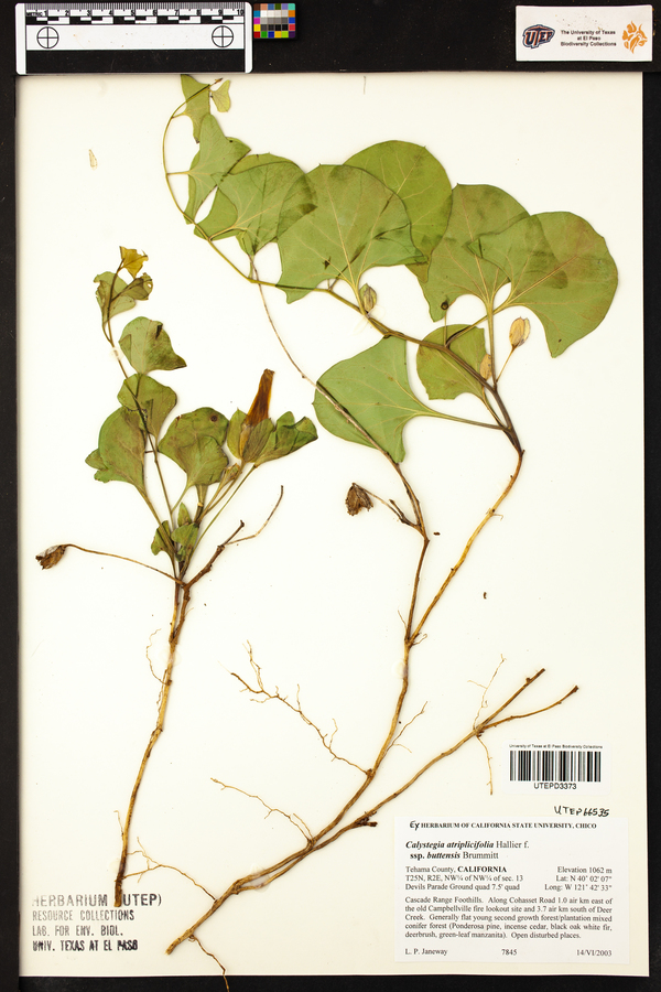 Calystegia atriplicifolia image