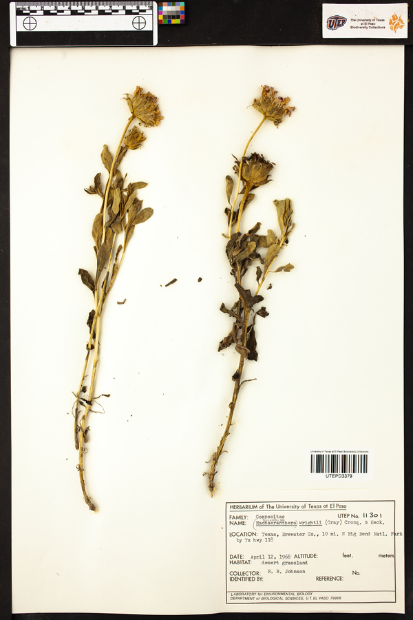Xylorhiza wrightii image