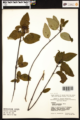 Cornus sericea subsp. sericea image