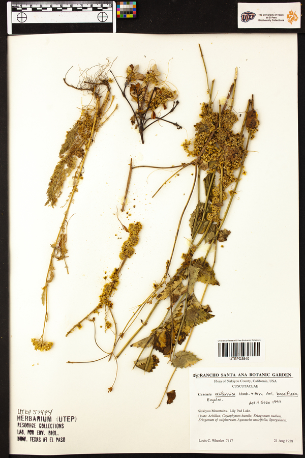 Cuscuta californica image