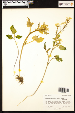 Cardamine californica image