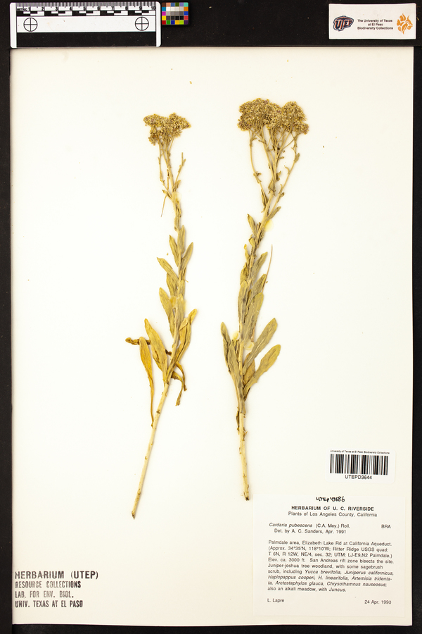 Lepidium appelianum image