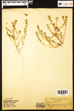 Lepidium nitidum image