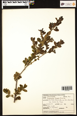 Diospyros texana image