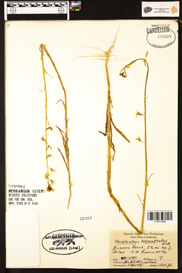 Streptanthus heterophyllus image