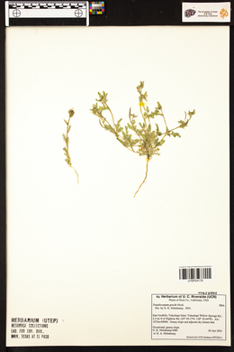 Tropidocarpum gracile image