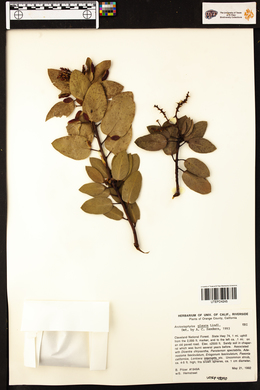 Arctostaphylos glauca image