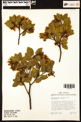 Arctostaphylos glauca image