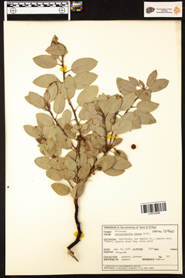 Arctostaphylos glauca image