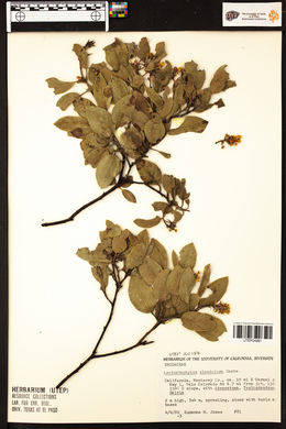 Arctostaphylos glandulosa image