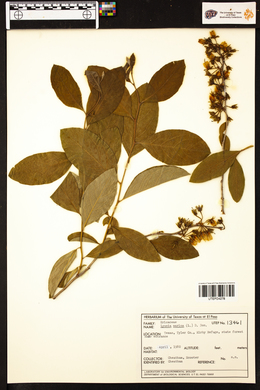 Lyonia mariana image