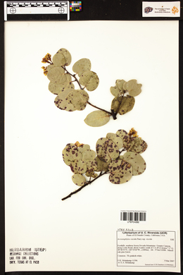 Arctostaphylos viscida image