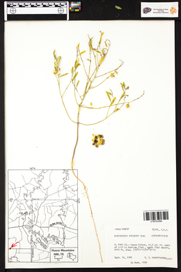 Reverchonia arenaria image