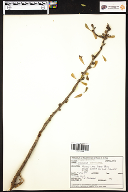 Jatropha spathulata image