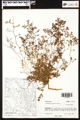 Euphorbia arizonica image