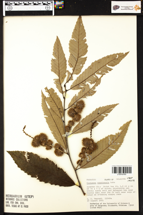 Castanea ozarkensis image