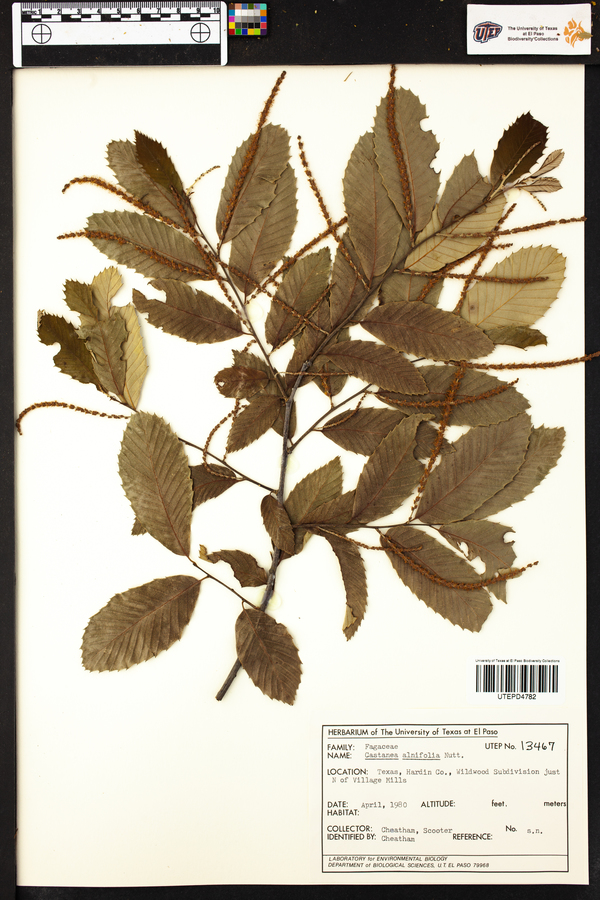 Castanea alnifolia image