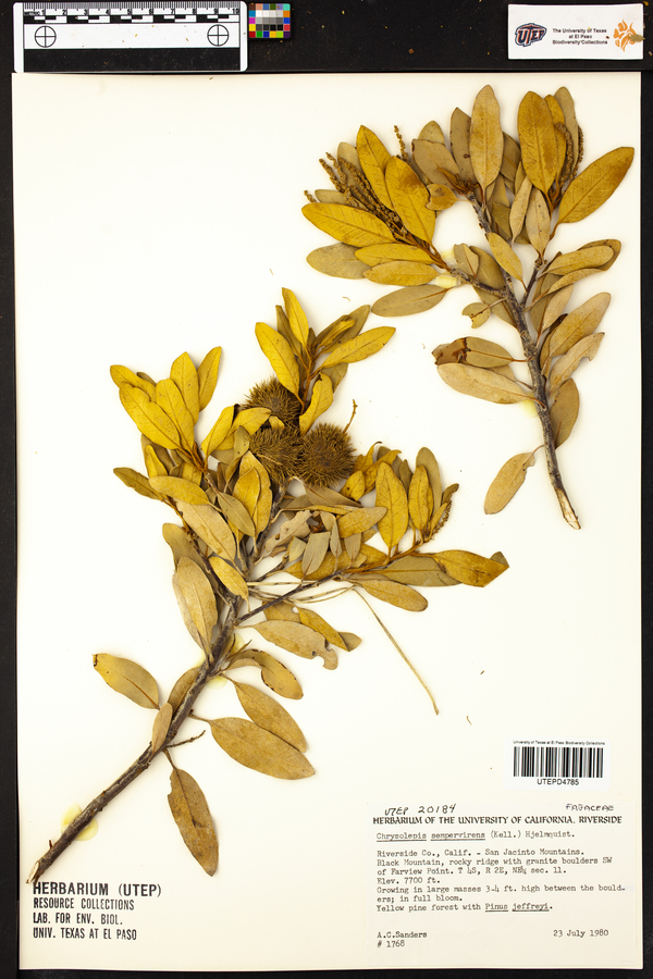 Chrysolepis sempervirens image
