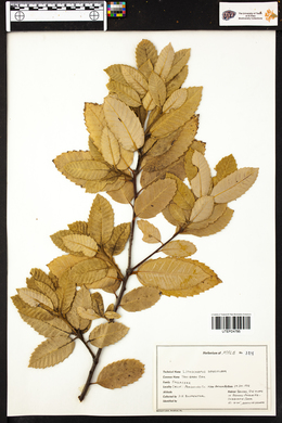 Lithocarpus densiflora image