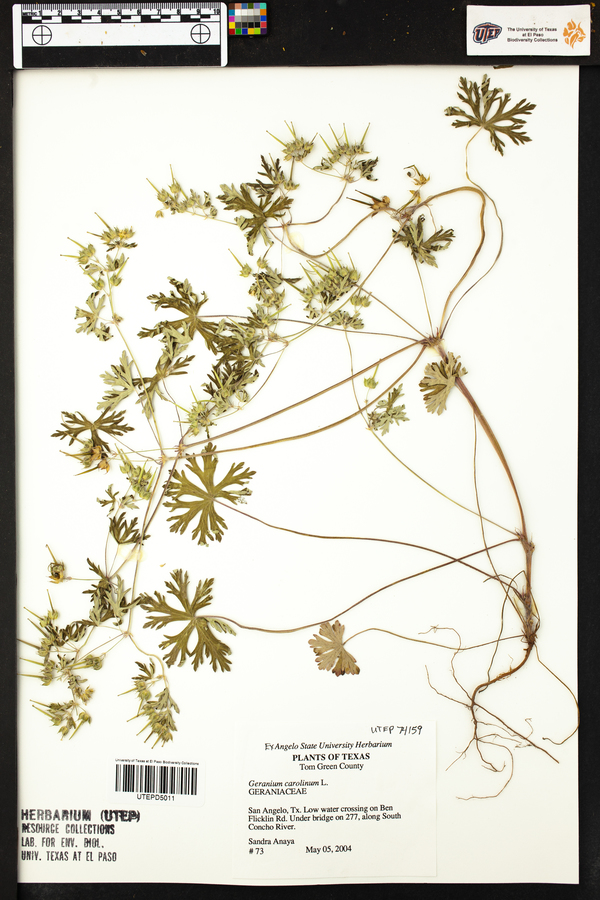 Geranium carolinum image