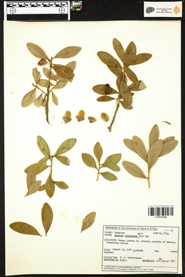 Quercus virginiana image