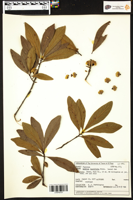 Quercus laurifolia image