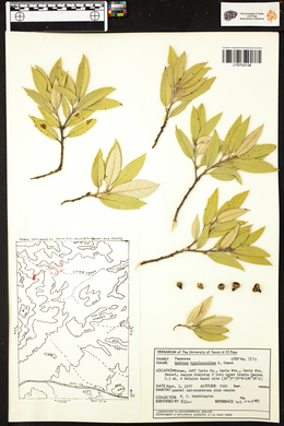 Quercus hypoleucoides image