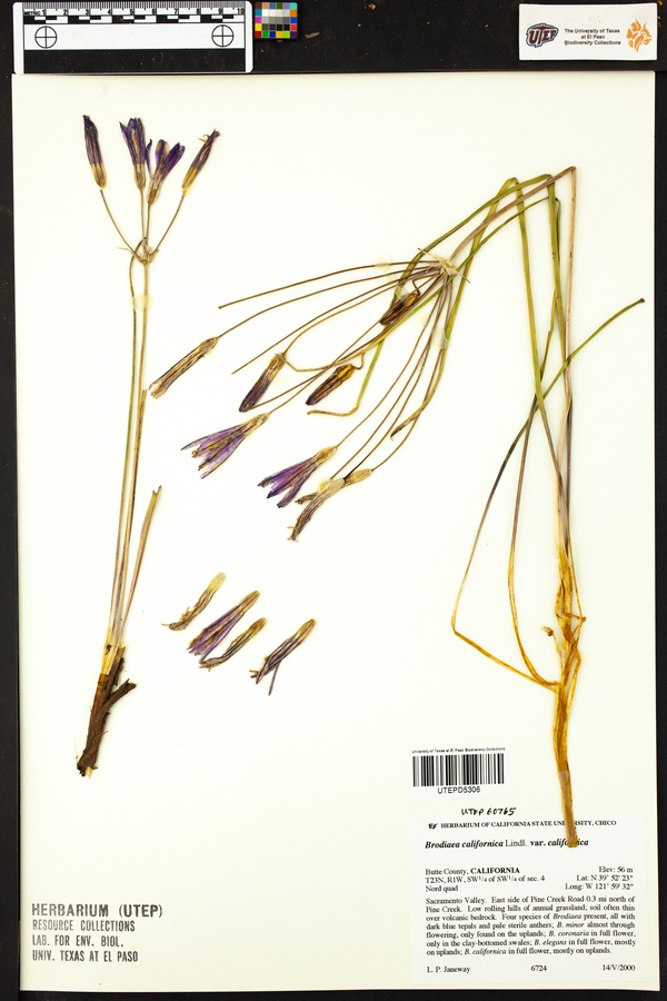Brodiaea californica image