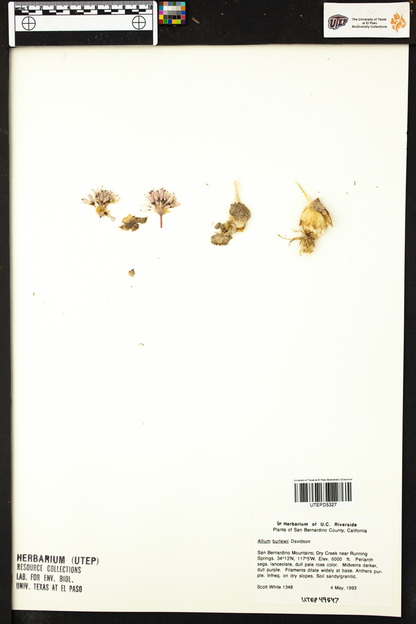 Allium burlewii image