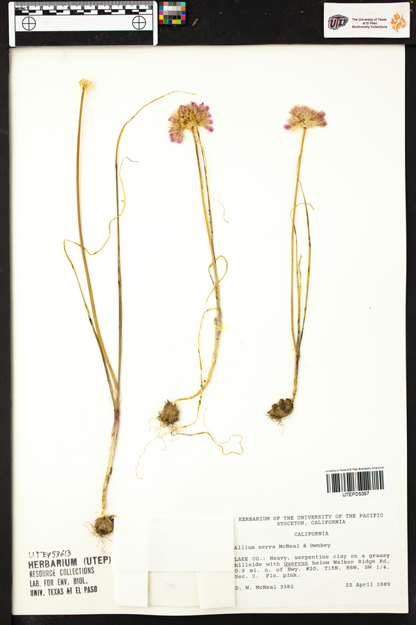 Allium serra image