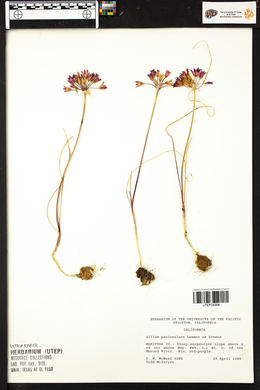 Allium peninsulare image