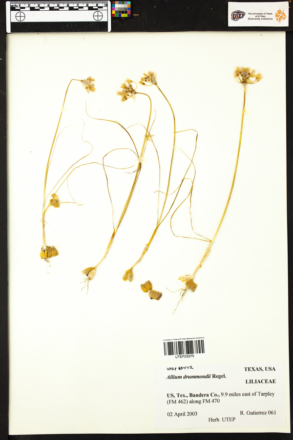Allium drummondii image