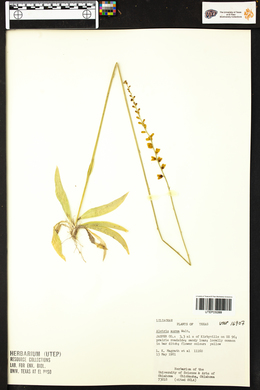 Aletris aurea image