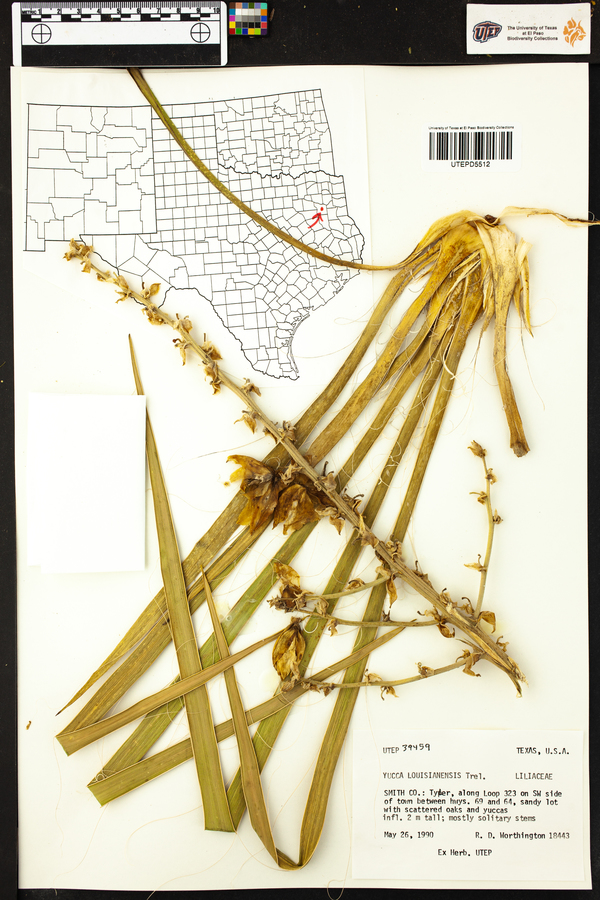 Yucca louisianensis image