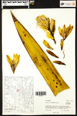 Yucca faxoniana image