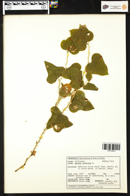 Smilax bona-nox image