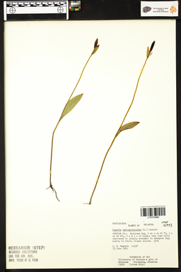 Pogonia ophioglossoides image