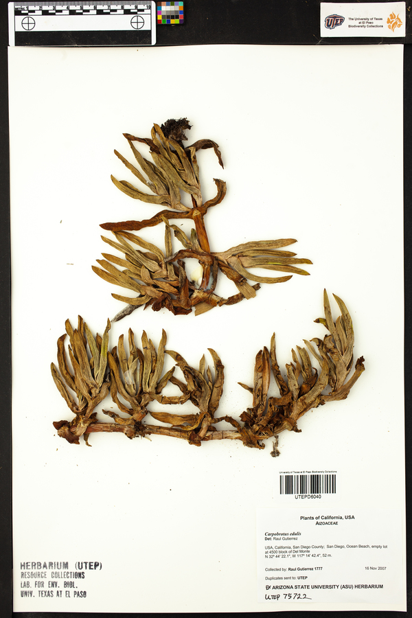 Carpobrotus edulis image