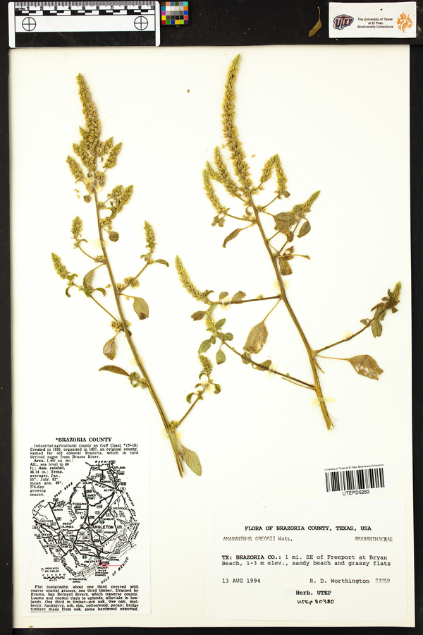 Amaranthus greggii image