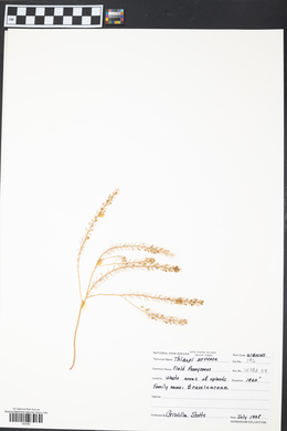 Thlaspi arvense image