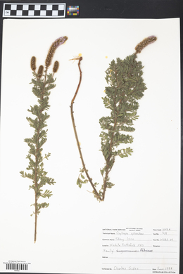 Oxytropis splendens image