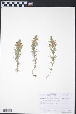 Castilleja citrina image