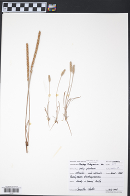 Plantago patagonica image