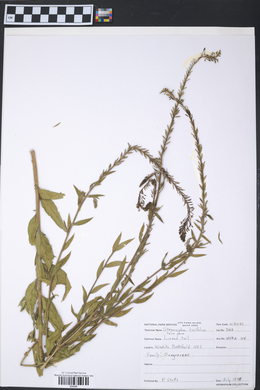 Oenothera glaucifolia image