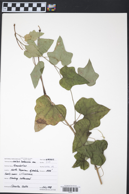 Smilax herbacea image