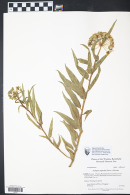 Asclepias asperula image