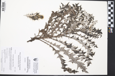 Cirsium ochrocentrum image