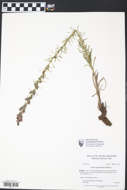 Liatris pycnostachya image